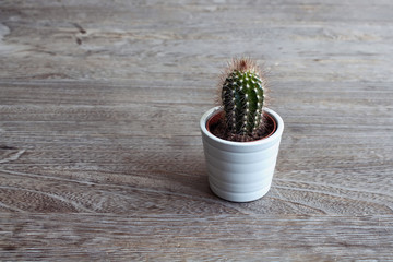 Close up view of isolated small cactus plant with rustic wood background