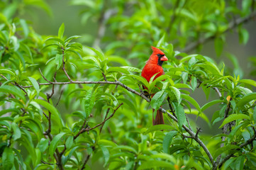 Northern Cardinal, male