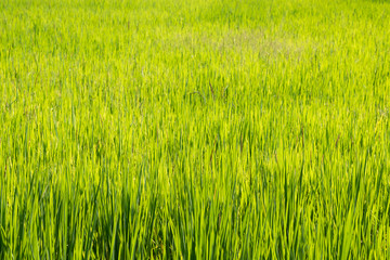 Close up rice in the field.