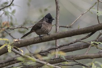 Red-vented Bulbul that sits on a branch of a small tree at the edge of a forest
