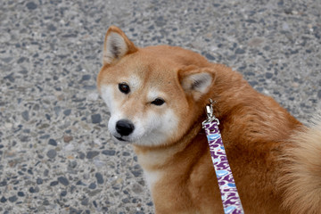 柴犬・振り返る