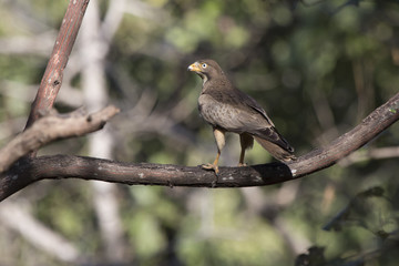 White-eyed Buzzard who sits on a branch in the tree crown in the forest on a sunny afternoon