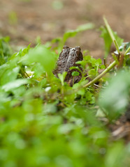 American Toad