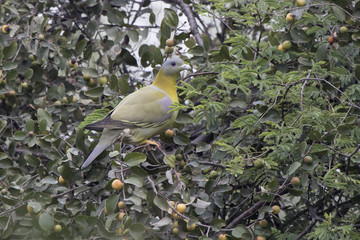 Yellow-footed Green Pigeon sitting in the branches of a tree among the leaves with ripe fruits