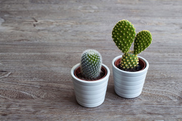 Close up view of isolated two small cactus plants with rustic wood background
