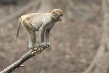 young rhesus macaque that stands on the end of a dry branch over a small pond