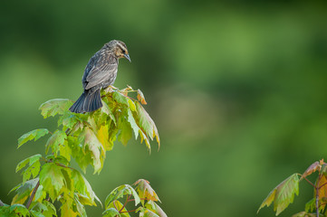 Female Red-winged Blackbird