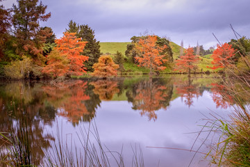 Autumn leaves on trees across lake