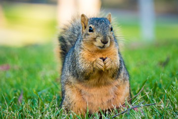 squirrel