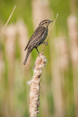 Female Red-winged Blackbird
