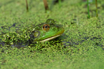 Frog in Water 