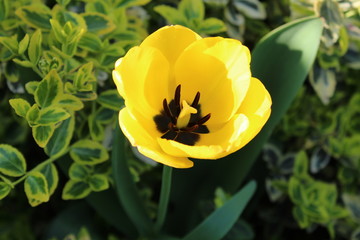 Tulpen im Garten