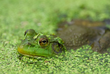 Frog in Water