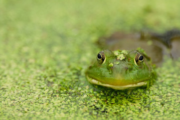 Frog in Water