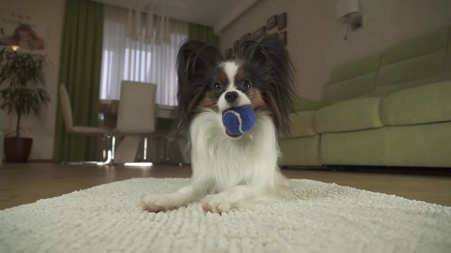 Dog Papillon playing with a ball on a rug in living room stock footage video