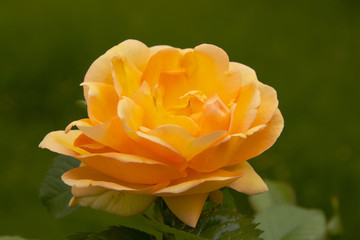 orange rose blooming
