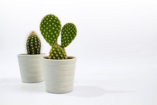 Isolated two small cactus plants with white background.