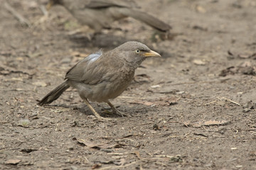 Jungle Babbler sitting on the ground on a bright, sunny winter day