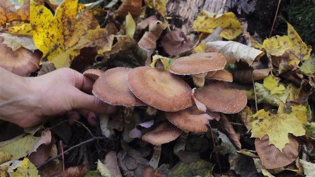 mushrooms under the leaves,the mushroom gathers in the forest mushrooms under the fall of leaves