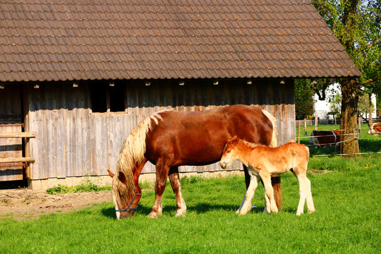 mutter-kind liebe