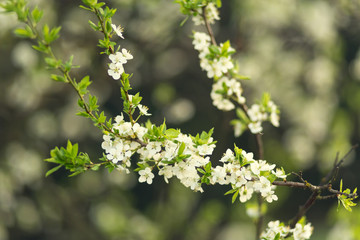 Blooming spring tree. Shallow depth of field.