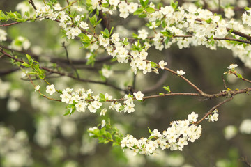 Blooming spring tree. Shallow depth of field.