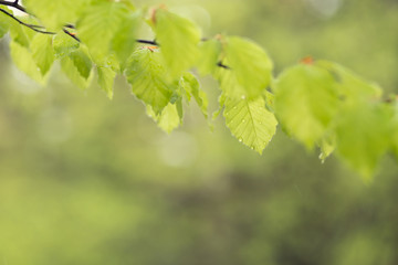 Spring green young leaves with shallow depth of field and a copy space.