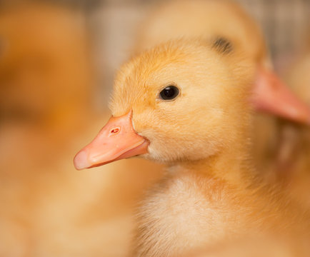 Little Yellow Ducklings In A Cage At The Poultry Farm. Industrial Breeding Of Ducks For Meat.