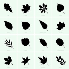Set of tree leaves