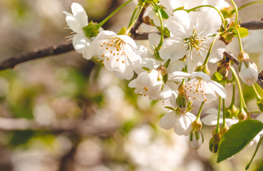 Flowering cherry and blue sky. Beautiful spring card