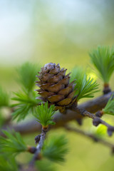 Young branch of larch with fresh needles and cone.