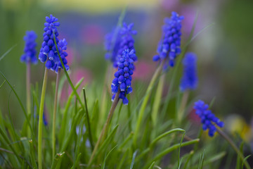 Obraz premium Blooming sapphire flowers in the spring garden.