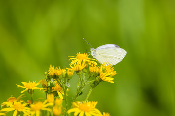 Cabbage white butterfly sitting on a yellow flower