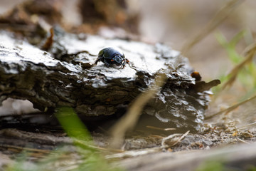 Forest dung beetle on a piece of tree bark