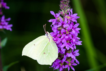 Cabbage white butterfly on a flower