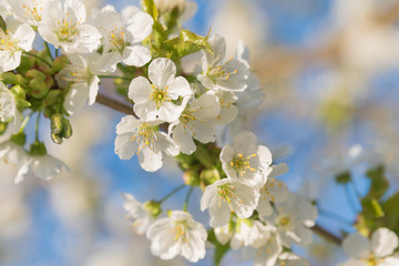 Blossoming cherry close-up blooming flowers on a concert, blurred background fragrant white flowers - Arriving jars