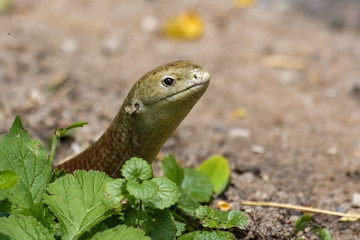 Scheltopusik sticking its head out of a bush