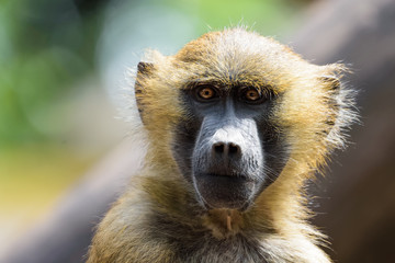 Baboon looking at the camera