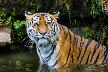 Fototapeta na wymiar Siberian tiger in a lake
