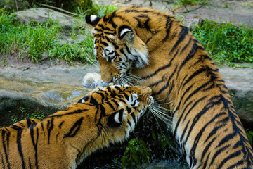 Two young siberian tigers fighting while being in a lake