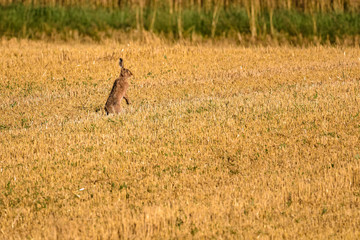European brown hare standing in a field