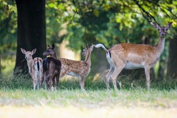Naklejka na ściany i meble Female fallow deer with three young standing in a forest