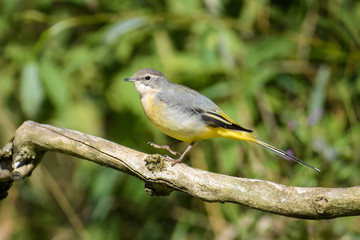 Yellow wagtail sitting on a branch