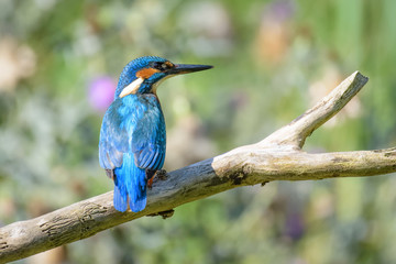 Kingfisher sitting on a branch