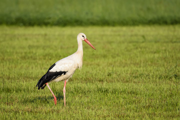 Stork looking for food in a field