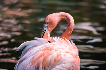 Flamingo preening its feathers while standing in a lake