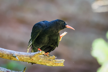 Alpine chough scratching its beak while sitting on a branch