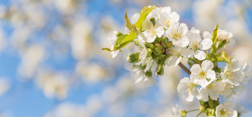 Blossoming cherry close-up blooming flowers on a concert, blurred background fragrant white flowers - Arriving jars