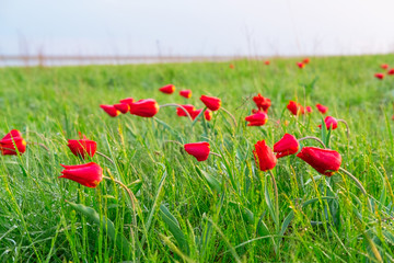 Fototapeta premium lot of red field tulips in a field with a bright green grass screensaver wallpaper