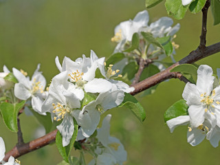 Apfelblüten, blühender Apfelbaum, Malus
